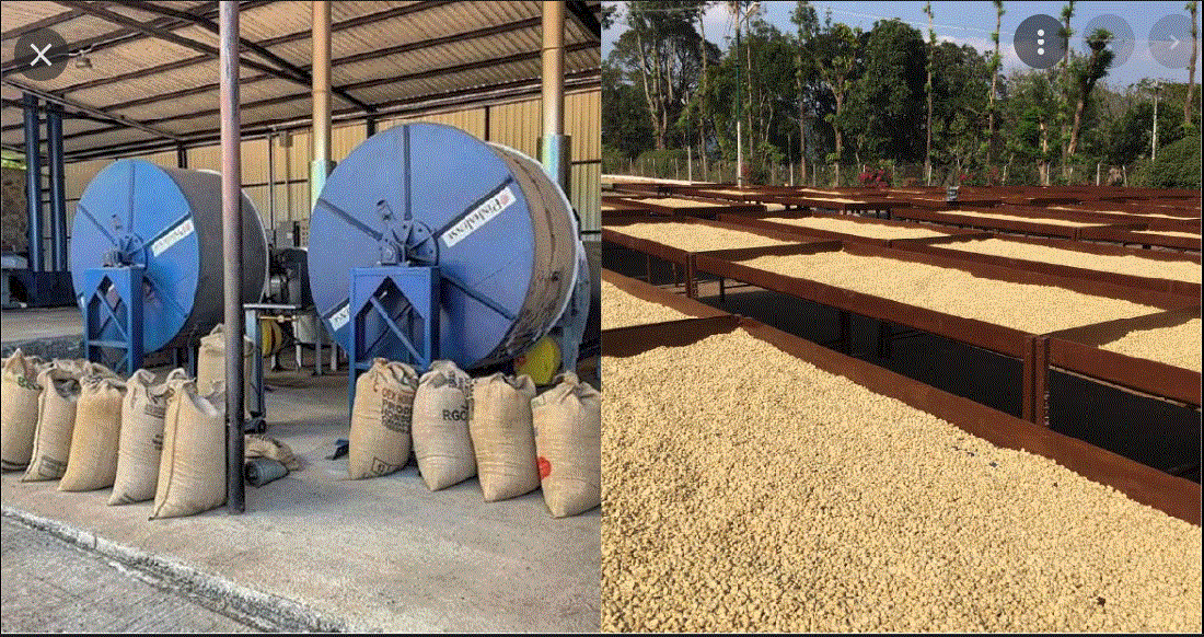 Làm khô cà phê thóc trong chế biến