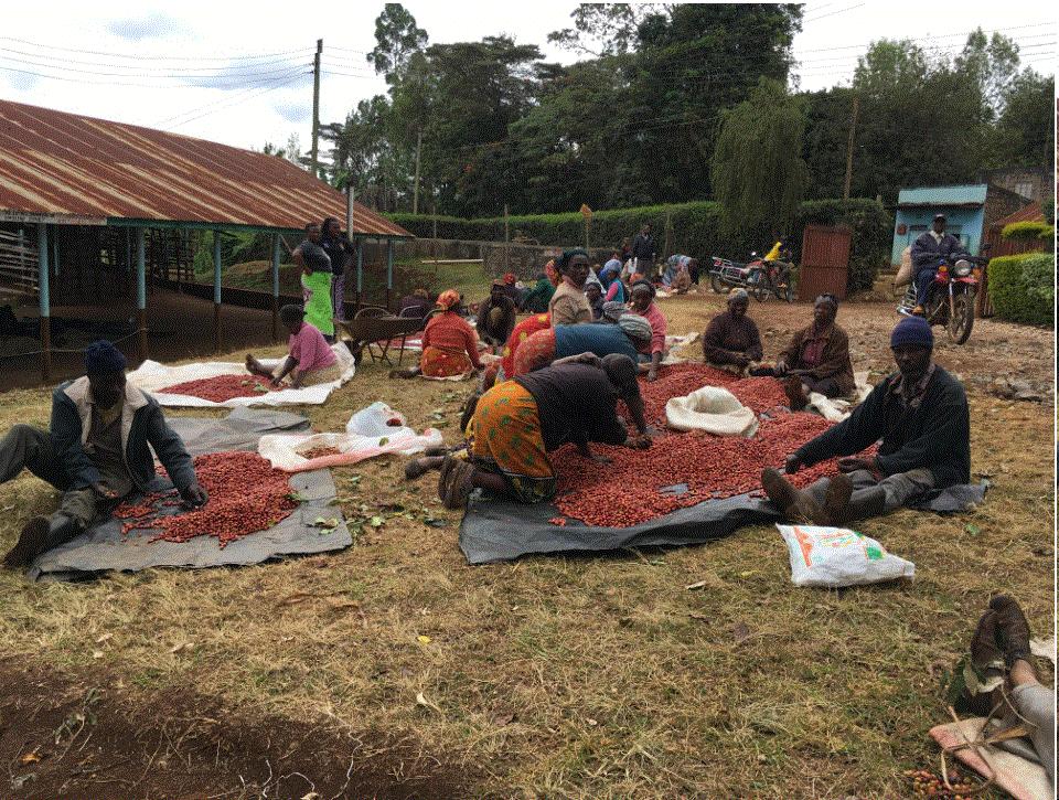 Mugaya: nhà máy chế biến cà phê cho hơn 900 nông dân ở kenya