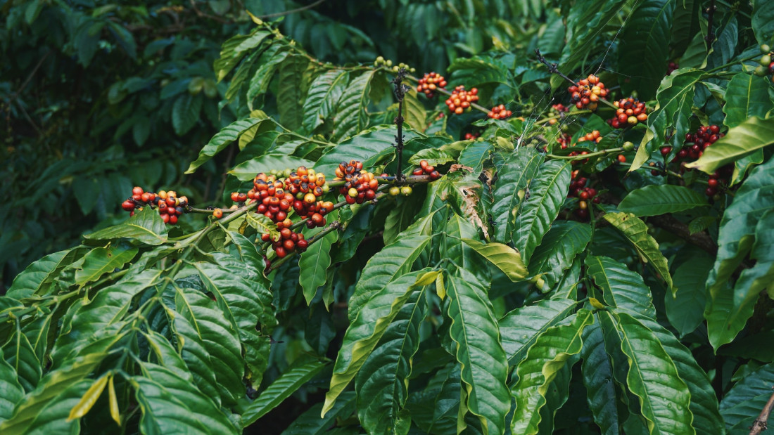 Thực vật học về cây cà phê