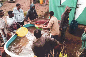 Halo beriti: trạm chế biến ướt của 750 nông hộ ở Ethiopia