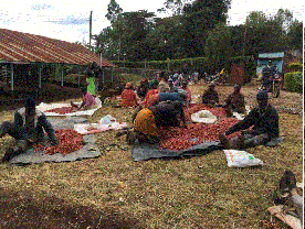 Mugaya: nhà máy chế biến cà phê cho hơn 900 nông dân ở kenya